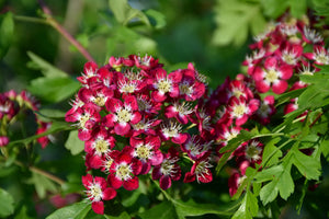 Crimson Cloud English Hawthorn flowers