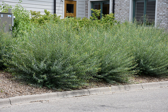 Dwarf Arctic Willow