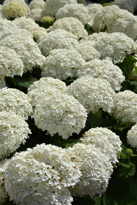 Incrediball® Hydrangea flowers