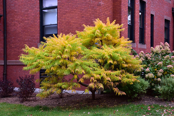 Tiger Eyes® Sumac in fall