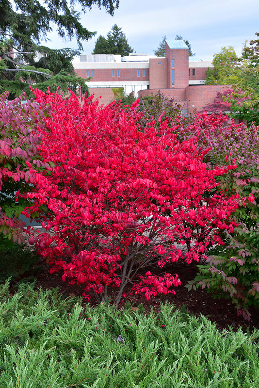 Compact Winged Burning Bush in fall