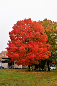 Green Mountain Sugar Maple in fall