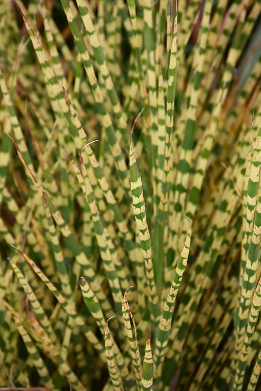 Gold Bar Maiden Grass foliage