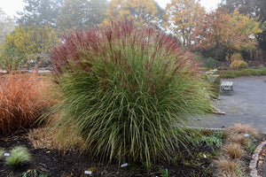 Morning Light Maiden Grass fruit