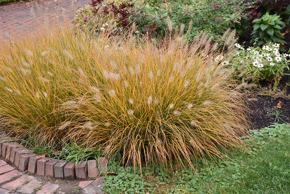 Hameln Dwarf Fountain Grass in fall