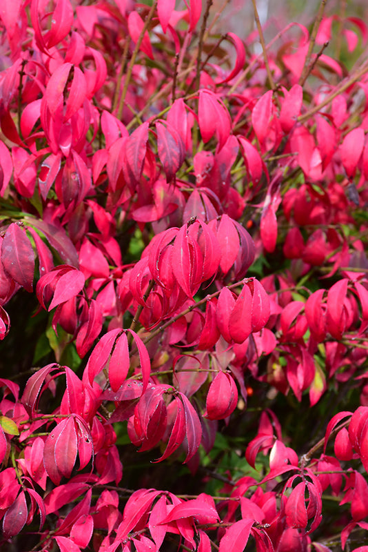 Little Moses Burning Bush in fall