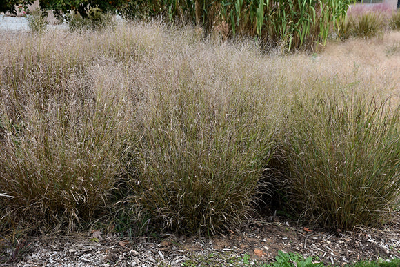 Shenandoah Reed Switch Grass fruit