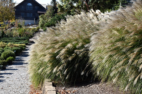 Gracillimus Maiden Grass