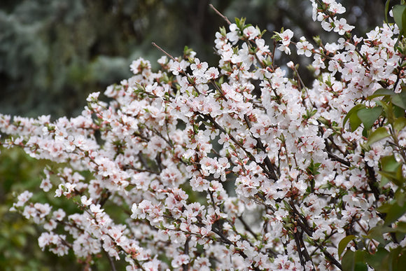 Nanking Cherry flowers