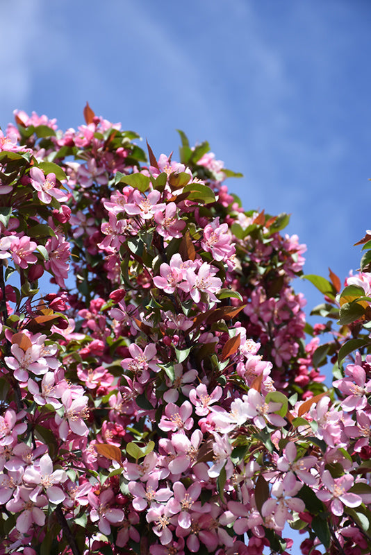 Courageous Flowering Crab flowers