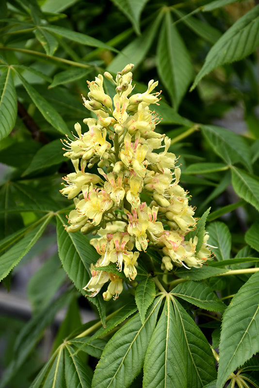 Ohio Buckeye flowers