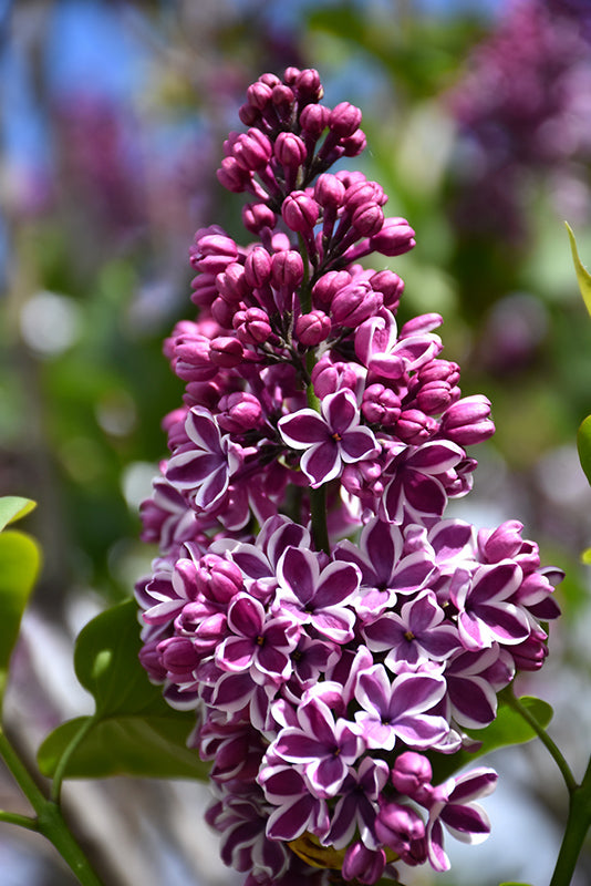 Sensation Lilac flowers