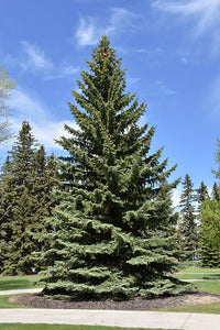 Blue Colorado Spruce