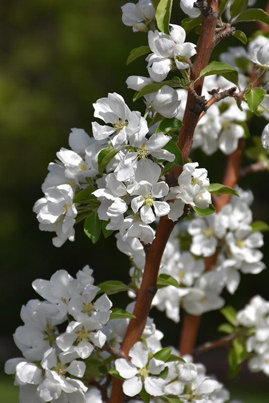 Heyer #12 Apple flowers