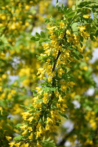 Peashrub flowers