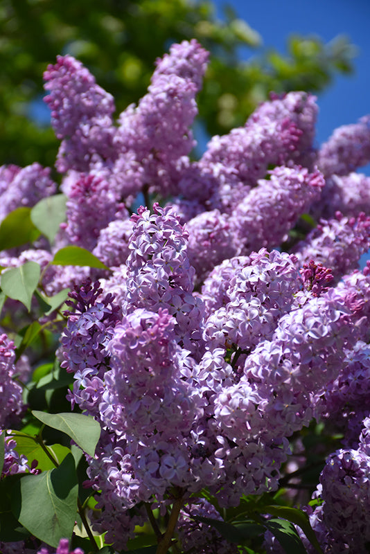 Common Lilac flowers