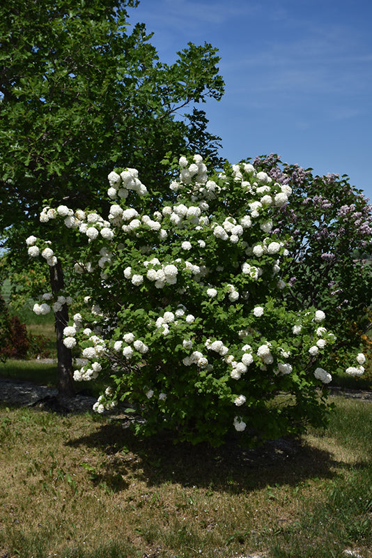 Snowball Viburnum in bloom