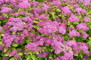 Magic Carpet Spirea flowers