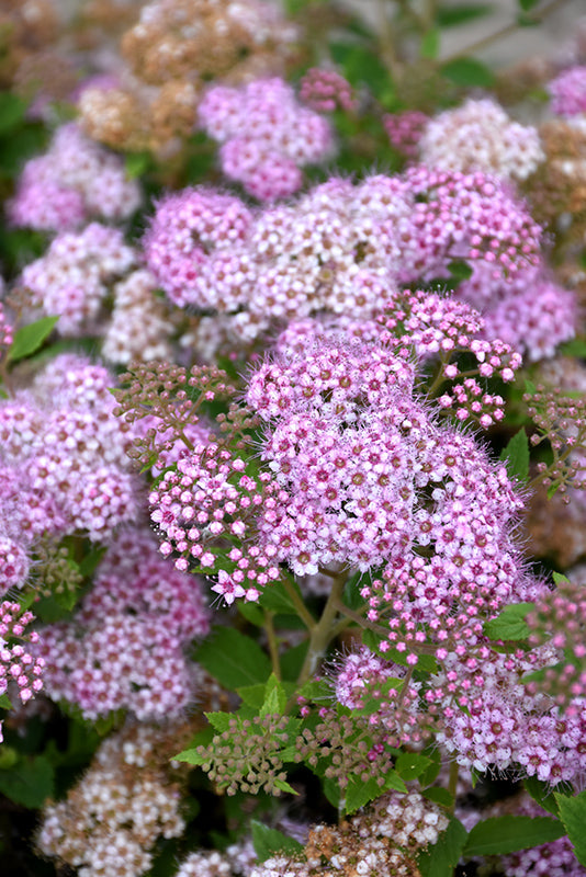 Little Princess Spirea flowers