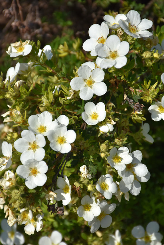 McKay's White Potentilla flowers