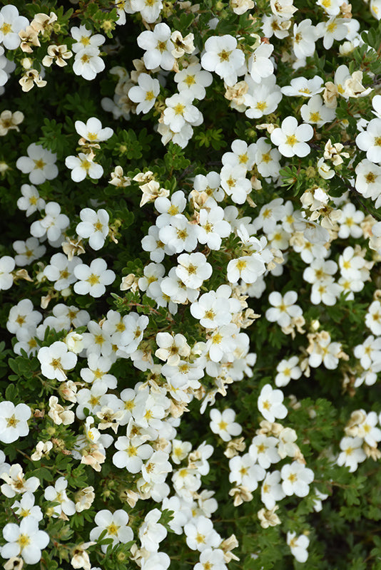 Abbotswood Potentilla flowers