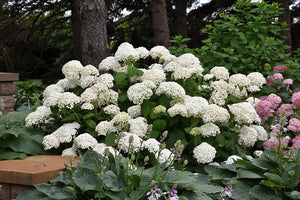 Annabelle Hydrangea in bloom