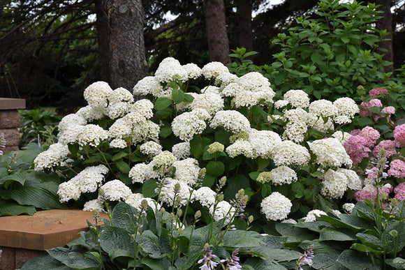 Annabelle Hydrangea in bloom