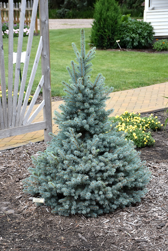 Sester Dwarf Blue Spruce