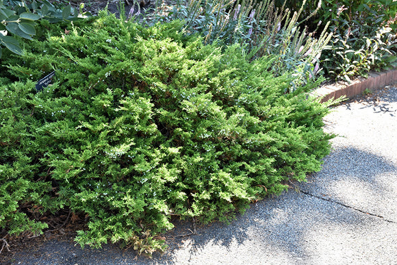 Buffalo Juniper