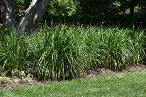 Korean Reed Grass