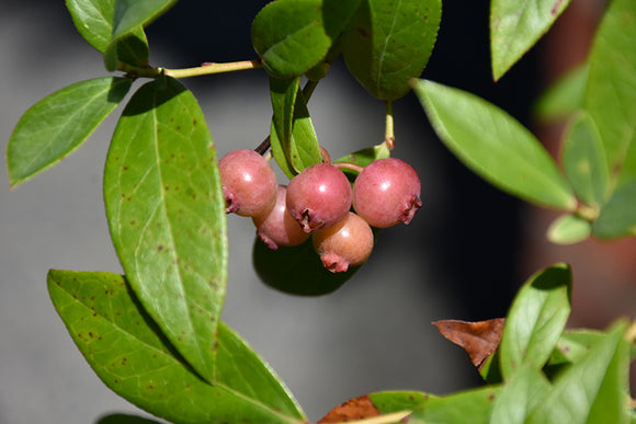 Pink Lemonade Blueberry fruit