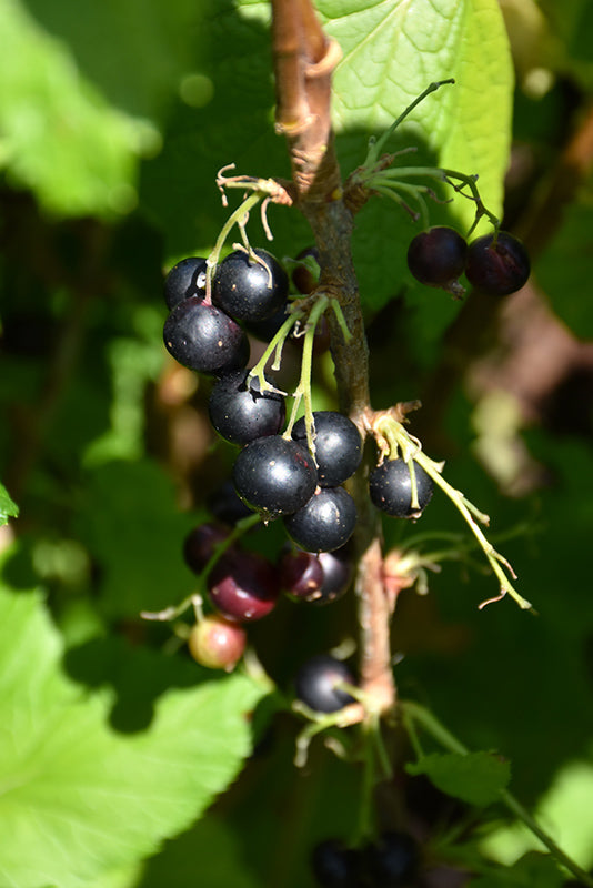 Jostaberry fruit