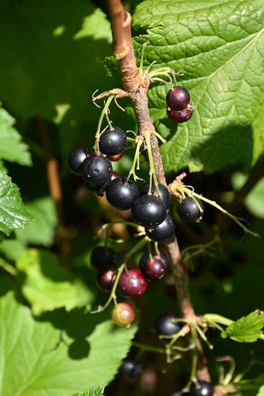 Consort Black Currant fruit