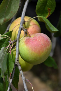 Zestar Apple fruit