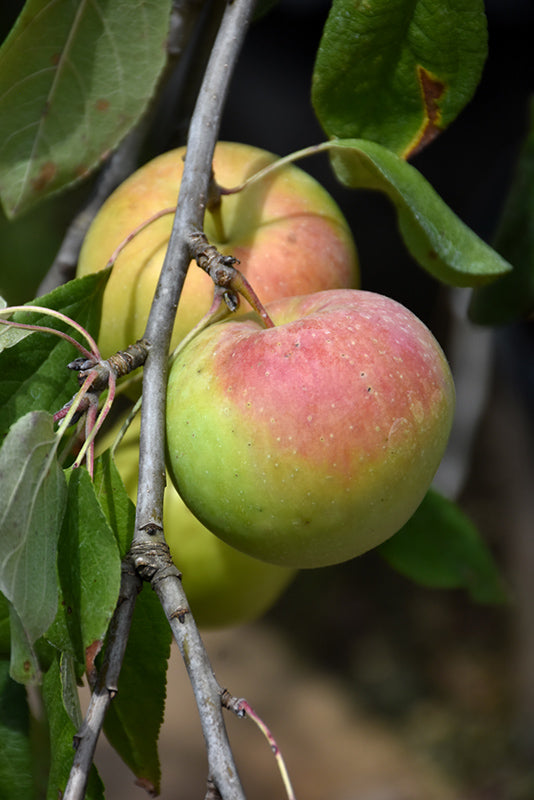 Zestar Apple fruit