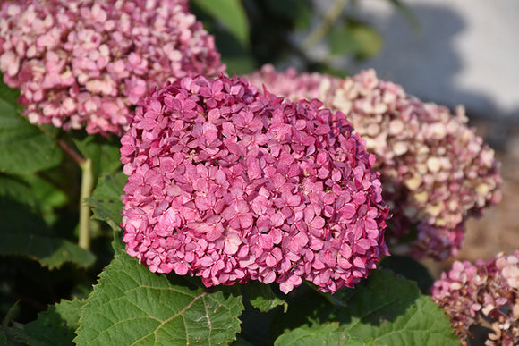 Invincibelle Mini Mauvette® Hydrangea flowers