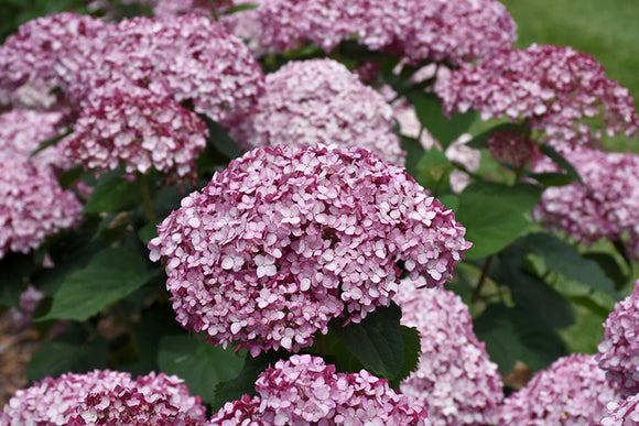 Incrediball® Blush Smooth Hydrangea