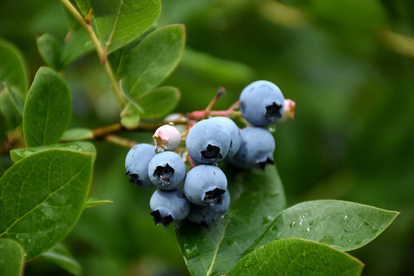 Northcountry Blueberry fruit