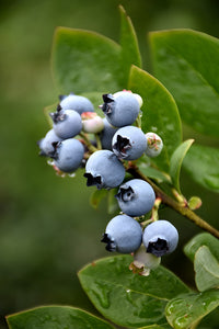 Northblue Blueberry fruit