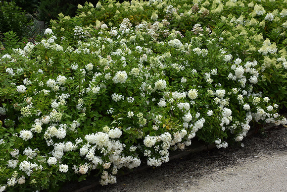 Bombshell Hydrangea in bloom