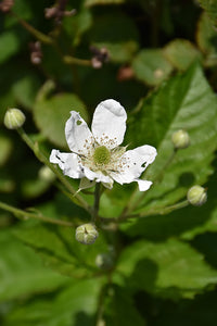 Baby Cakes&reg; Blackberry flowers