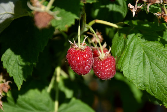 Canby Raspberry fruit