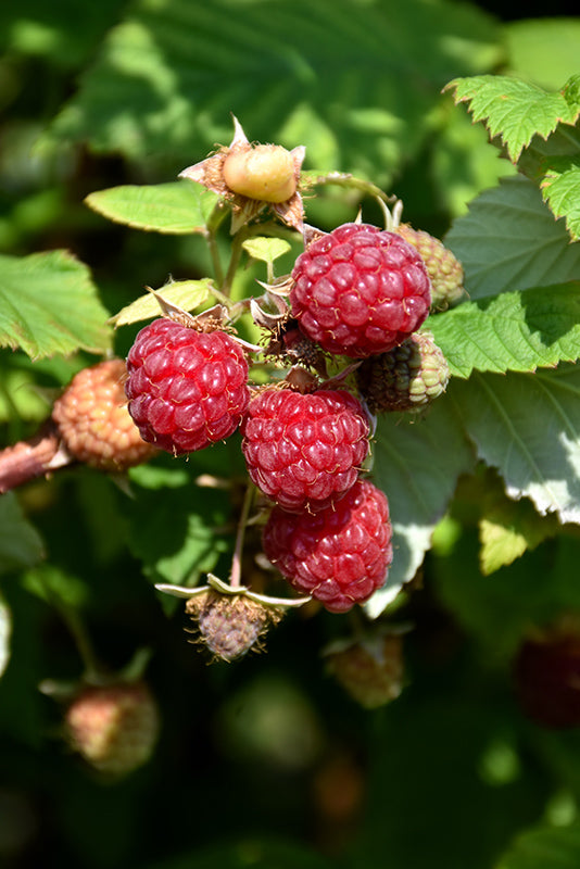 Boyne Raspberry fruit