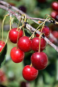 Northstar Cherry fruit