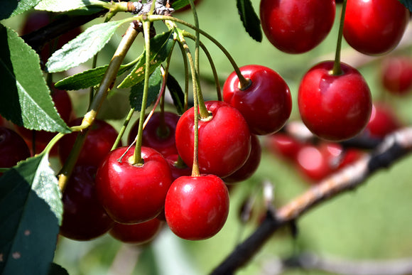 Mesabi Cherry fruit