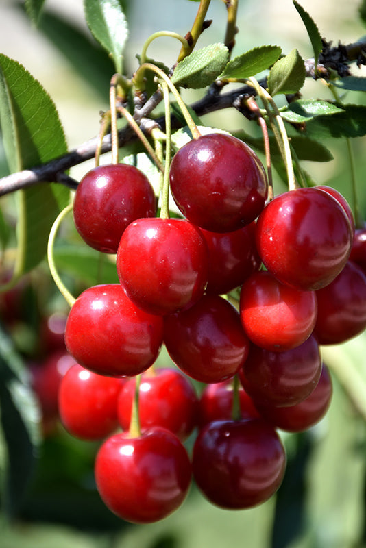 Sweet Cherry Pie™ Cherry fruit