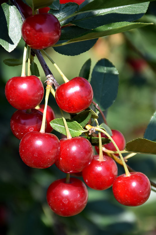 Meteor Cherry fruit