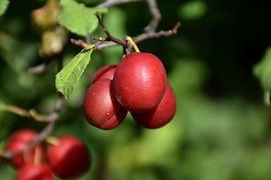 Toka Plum fruit