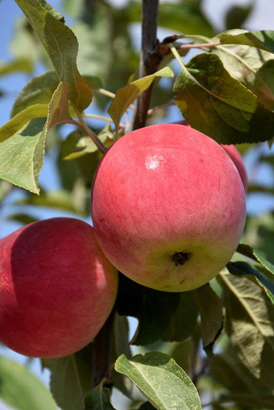 Parkland Apple fruit