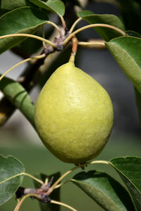 Early Gold Pear fruit